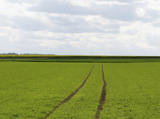Yellow Fields of Canola, Rapeseed.
