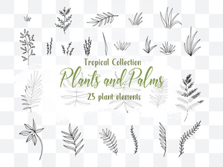 Collection Summer Plants and Palms