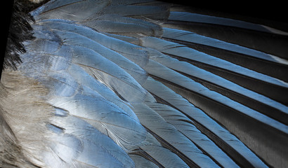 Iberian magpie azure blue wing