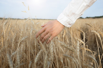 Close up of female hand touching ears of wheat with gentleness. Woman is walking on the field with...