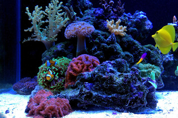  Nano coral reef aquarium tank