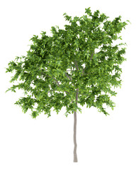 lemon tree isolated on white background