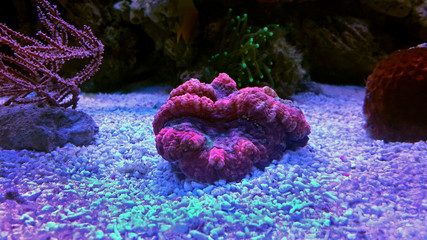 Open brain coral in reef aquarium tank