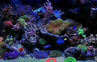  Nano coral reef aquarium tank