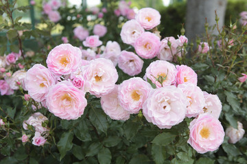 薔薇　ストロベリーダイキリ　埼玉県　伊奈町　日本