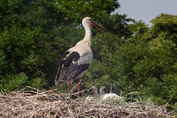 Storchenfamilie im Nest