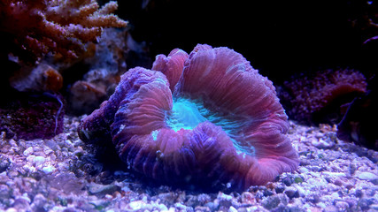 Open brain coral in reef aquarium tank