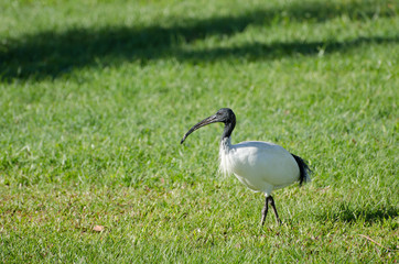 Sacred ibis in Cairns, Australia.