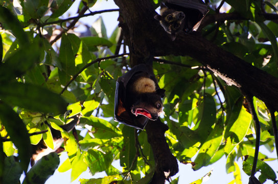 Spactacled flying-fox in Cairns, Australia