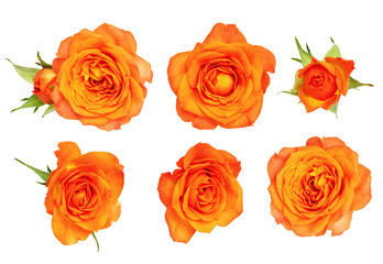 Naklejka premium Zestaw pomarańczowy kwiat róży i liści