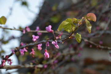 flower pink