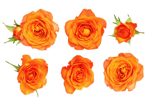 Fototapeta Set of orange rose flower and leaves