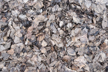 Abstract texture of a dry fallen leaves of the birch