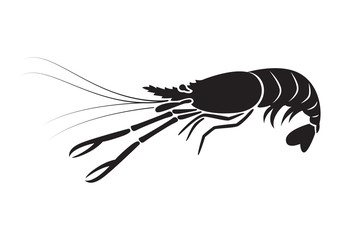 graphic shrimp, vector