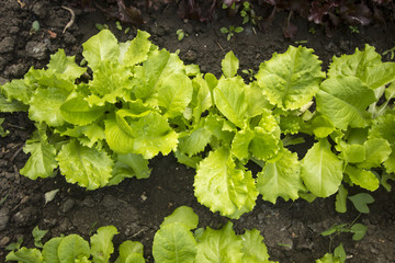 Fototapeta premium грядка салата
