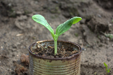 sprout in a pot
