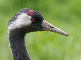 Common or European crane, Grus grus