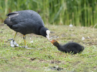 Coot, Fulica atra