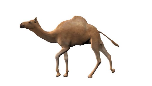 camel ,loop, animation, Alpha channel