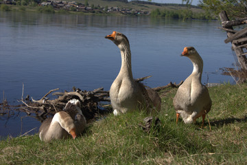 geese on the river Bank