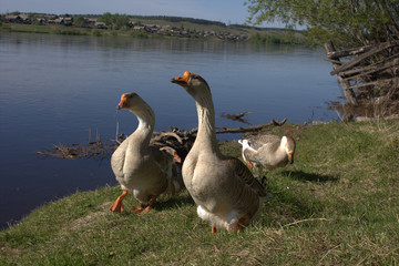 geese on the river Bank