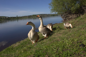 geese on the river Bank