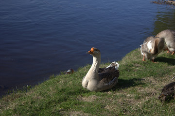 geese on the river Bank