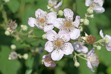 Blühende Brombeeren, Rubus sectio Rubus