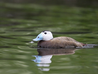 White-headed duck, Oxyura leucocephala