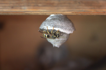 wasp and her home