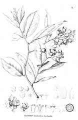 Illustration of plant