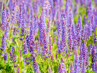 Natural summer background with blooming Woodland Sage (Balkan clary, Salvia nemorosa). Russia.