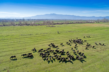 Buffalo grazing next to the river Strymon in Northern Greece on a sunny day. Aerial shot with drone