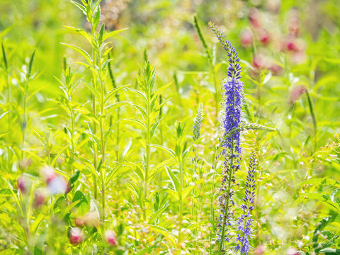 Natural summer background with blooming Spiked speedwell (Veronica spicata or Pseudolysimachion spicatum). Russia.