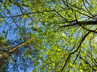 Obraz premium Beautiful view from below on the tall trees in the Park. Young bright spring foliage on blue sky background. Fresh air and clean environment