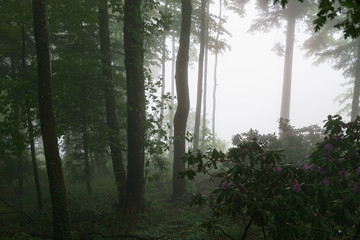 foggy day in the Black Forest in Germany