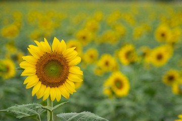Fototapeta premium Blooming sunflowers in the field in Thailand