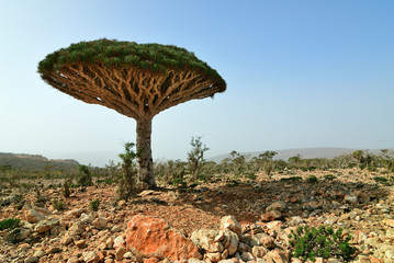 Dragon blood trees, Socotra, Yemen © Oleg Znamenskiy