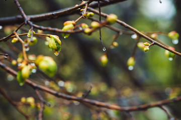 Beautiful linden branches with flowering buds close-up in rain spring time. Picturesque branches of tree in rain weather. Colorful background of buds of leaves of linden with rain drops.