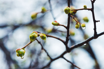 Beautiful linden branches with flowering buds close-up in rain spring time. Picturesque branches of tree in rain weather. Colorful background of buds of leaves of linden with rain drops.