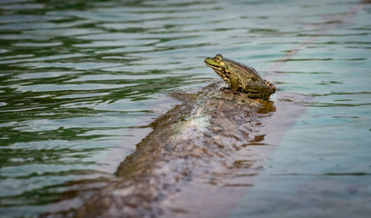 Frosch am Schwimmteichufer