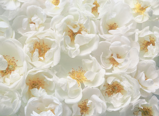 Obraz na płótnie Canvas Floral cream background defocus. Background of many bright roses close-up. 