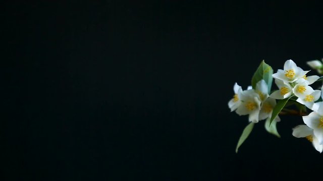 blossoming jasmine flowers