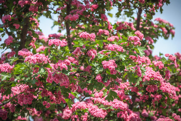 Blooming pink hawthorn