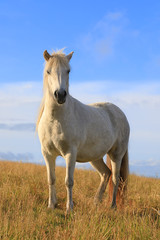 Obraz na płótnie Canvas White color thoroughbred Icelandic horse