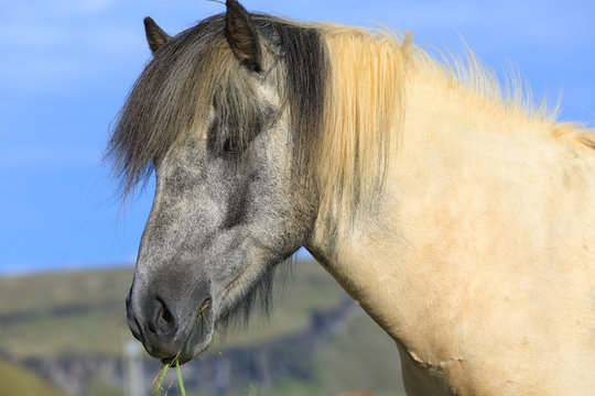 Thoroughbred Icelandic horse is eating green grass