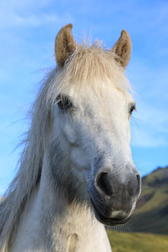 Portrait of thoroughbred Icelandic horse