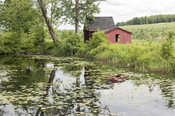 Fototapeta na wymiar Lily Pond at Woodmont Orchard in Hollis, New Hampshire