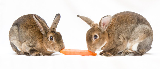 Rabbits sharing a carrot