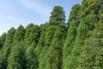 森林浴を浴びながら